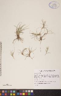 Carex aurea image