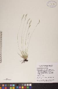 Festuca saximontana image