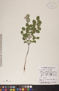 Symphoricarpos occidentalis image