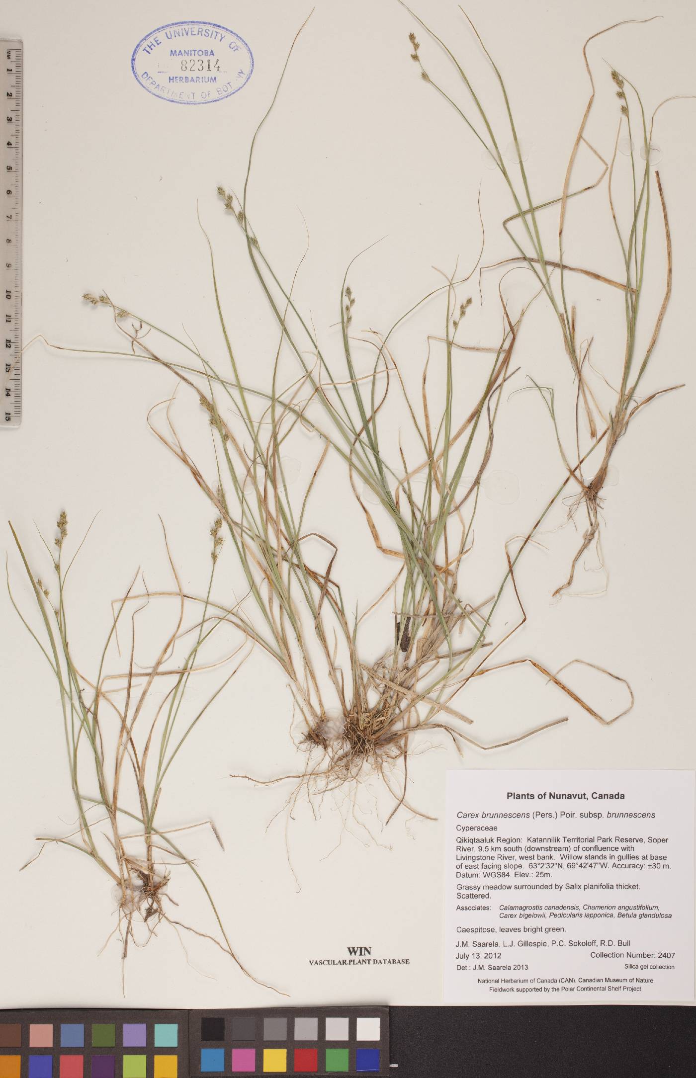 Carex brunnescens subsp. brunnescens image