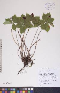 Cornus canadensis image