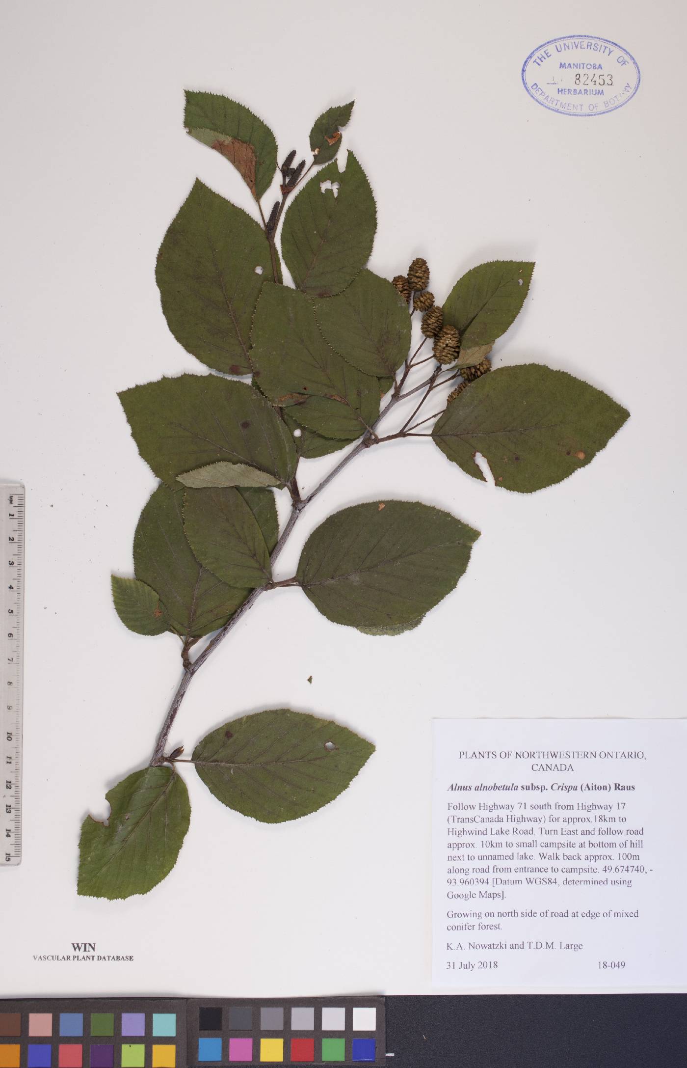 Alnus alnobetula subsp. crispa image