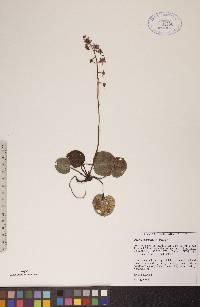 Pyrola asarifolia image