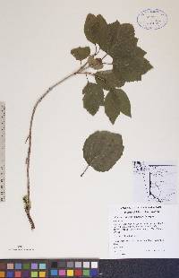 Viburnum edule image