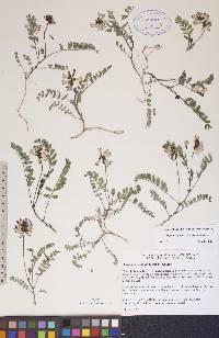 Astragalus alpinus image