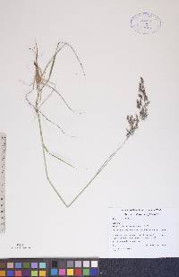 Poa arctica image