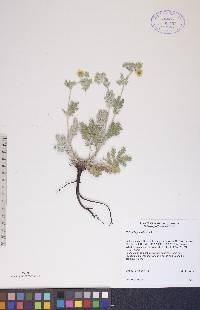 Potentilla pensylvanica image