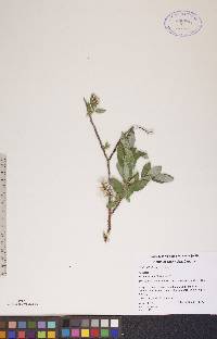 Salix athabascensis image