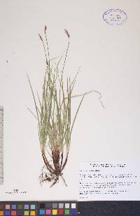 Carex scirpoidea image