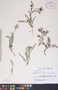 Astragalus alpinus image