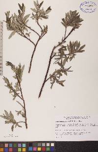 Salix glauca image