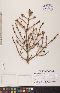 Picea glauca image