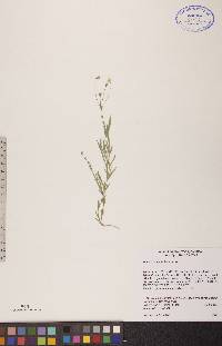 Stellaria longifolia image