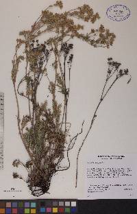 Potentilla pensylvanica image