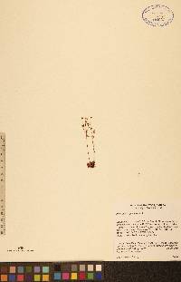 Androsace septentrionalis image