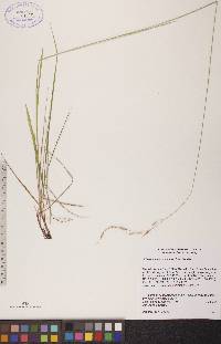 Schizachne purpurascens image