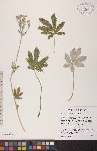 Potentilla bipinnatifida image