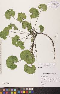 Malva pusilla image