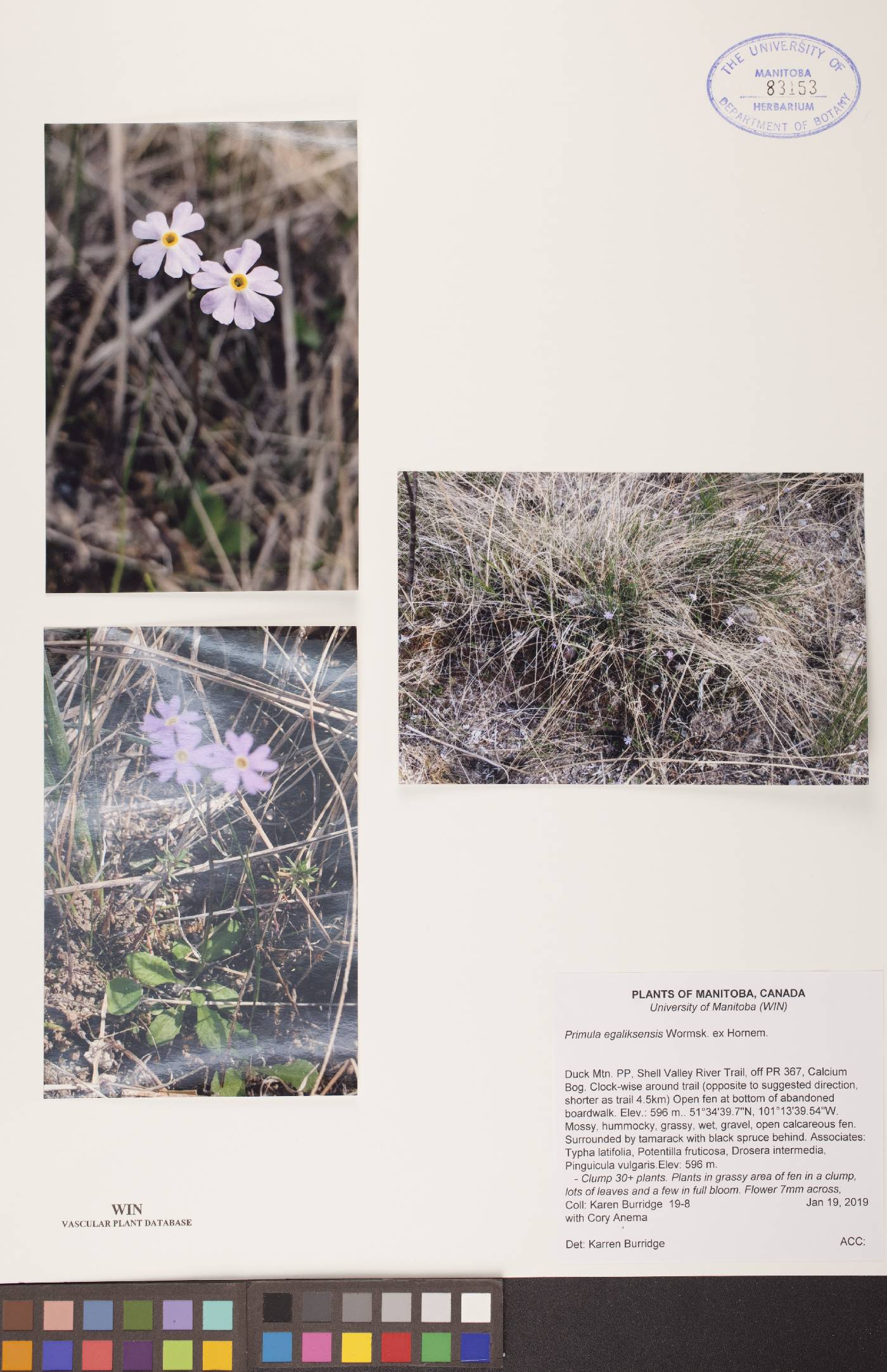 Primula egaliksensis image