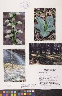 Goodyera tesselata image