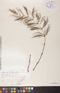 Equisetum sylvaticum image