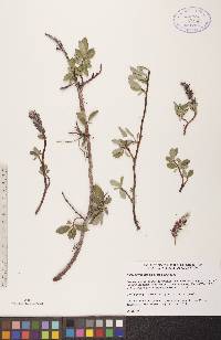 Salix arctophila image