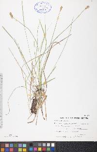 Carex adusta image