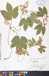 Humulus lupulus image