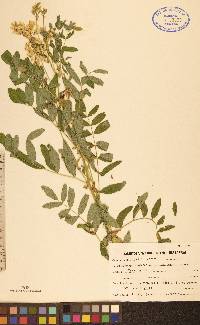 Glycyrrhiza lepidota image