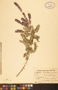 Amorpha canescens image