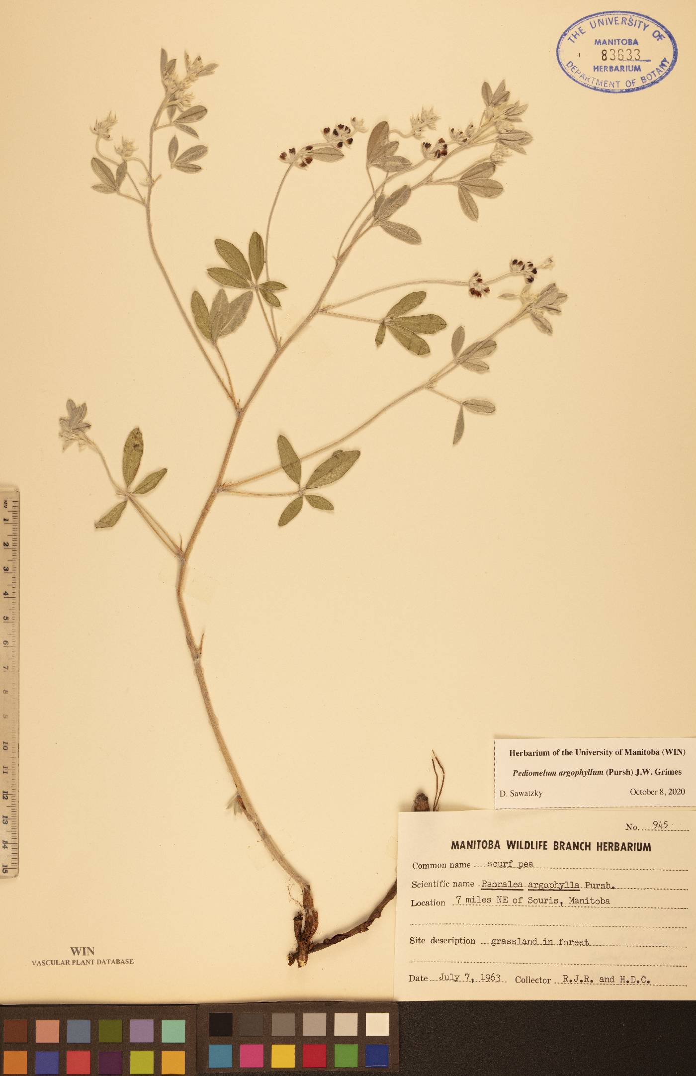 Pediomelum argophyllum image