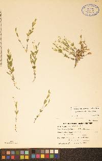 Moehringia lateriflora image