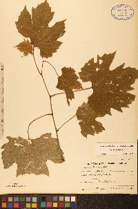 Vitis riparia image