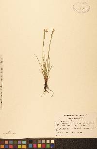 Sisyrinchium montanum image