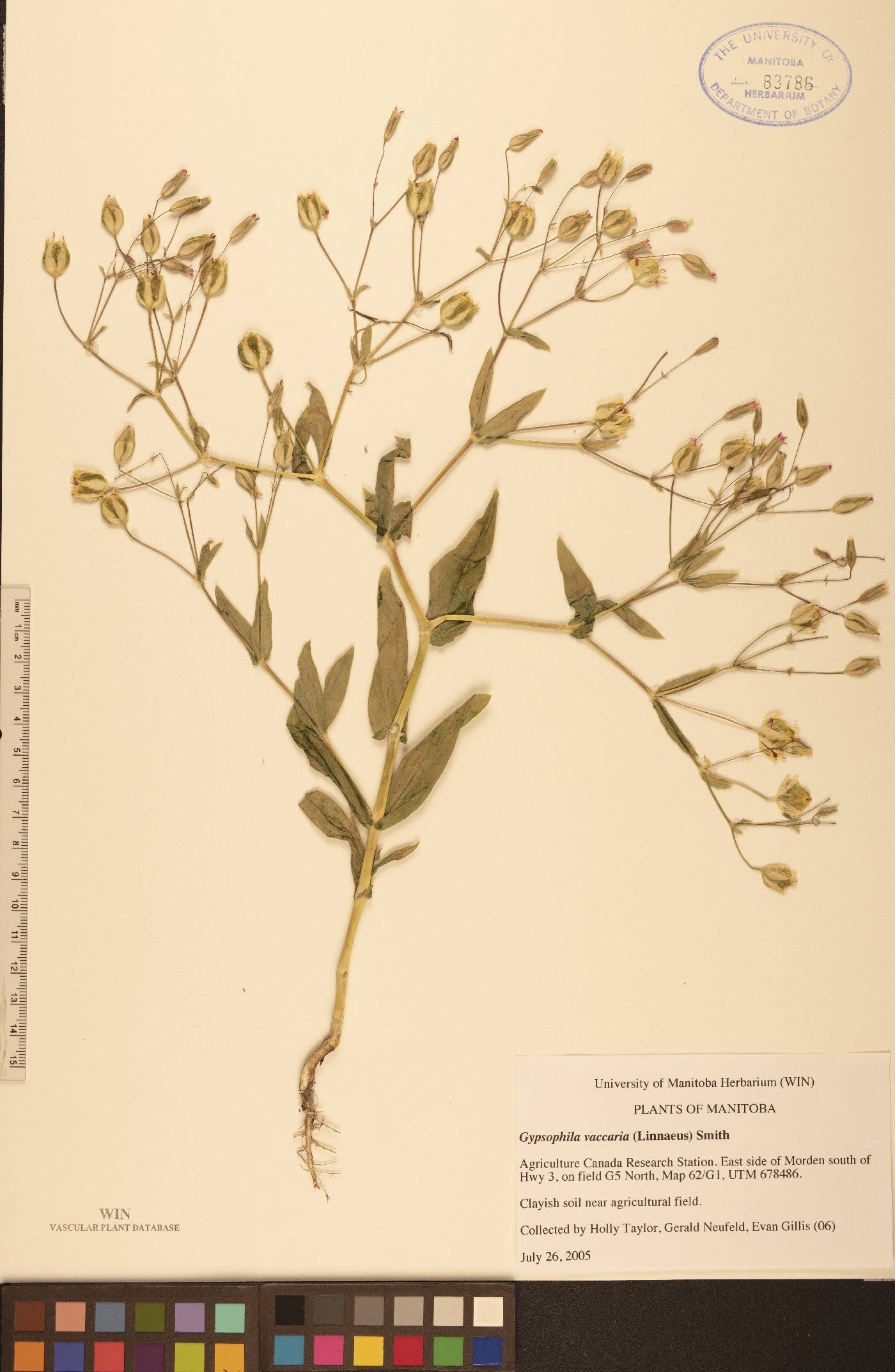 Gypsophila vaccaria image