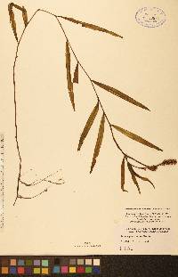 Potamogeton alpinus image