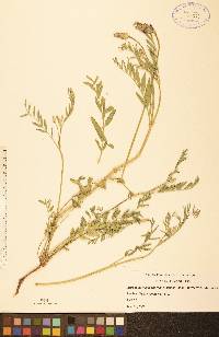 Astragalus laxmannii image