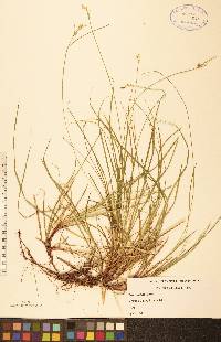 Carex peckii image