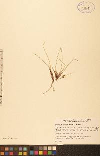 Trichophorum cespitosum image