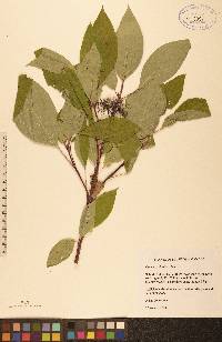 Cornus sericea subsp. sericea image