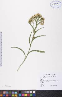 Solidago riddellii image