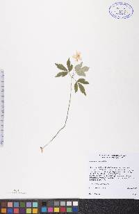 Anemone quinquefolia image