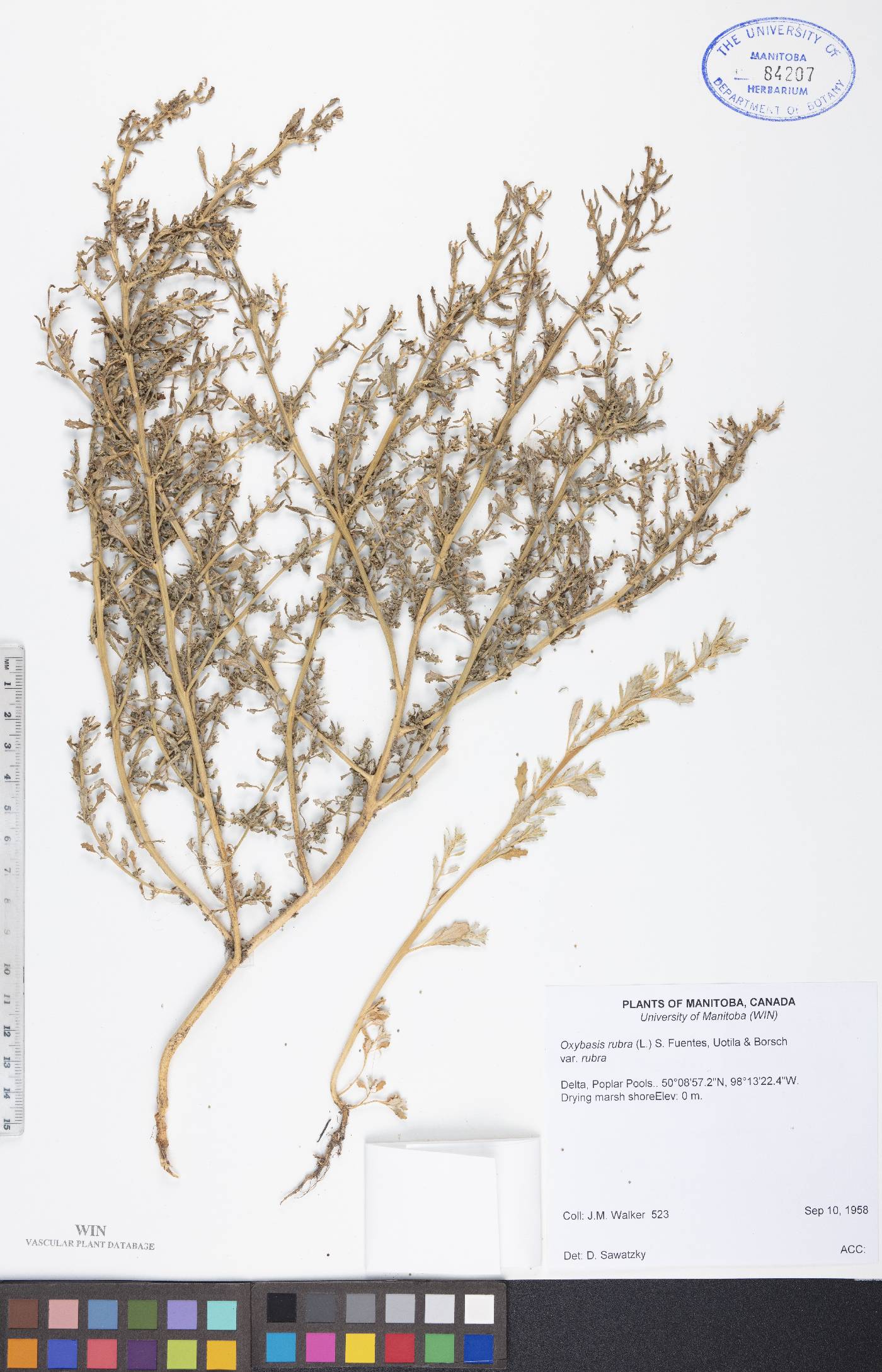 Oxybasis rubra var. rubra image