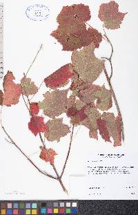 Acer spicatum image