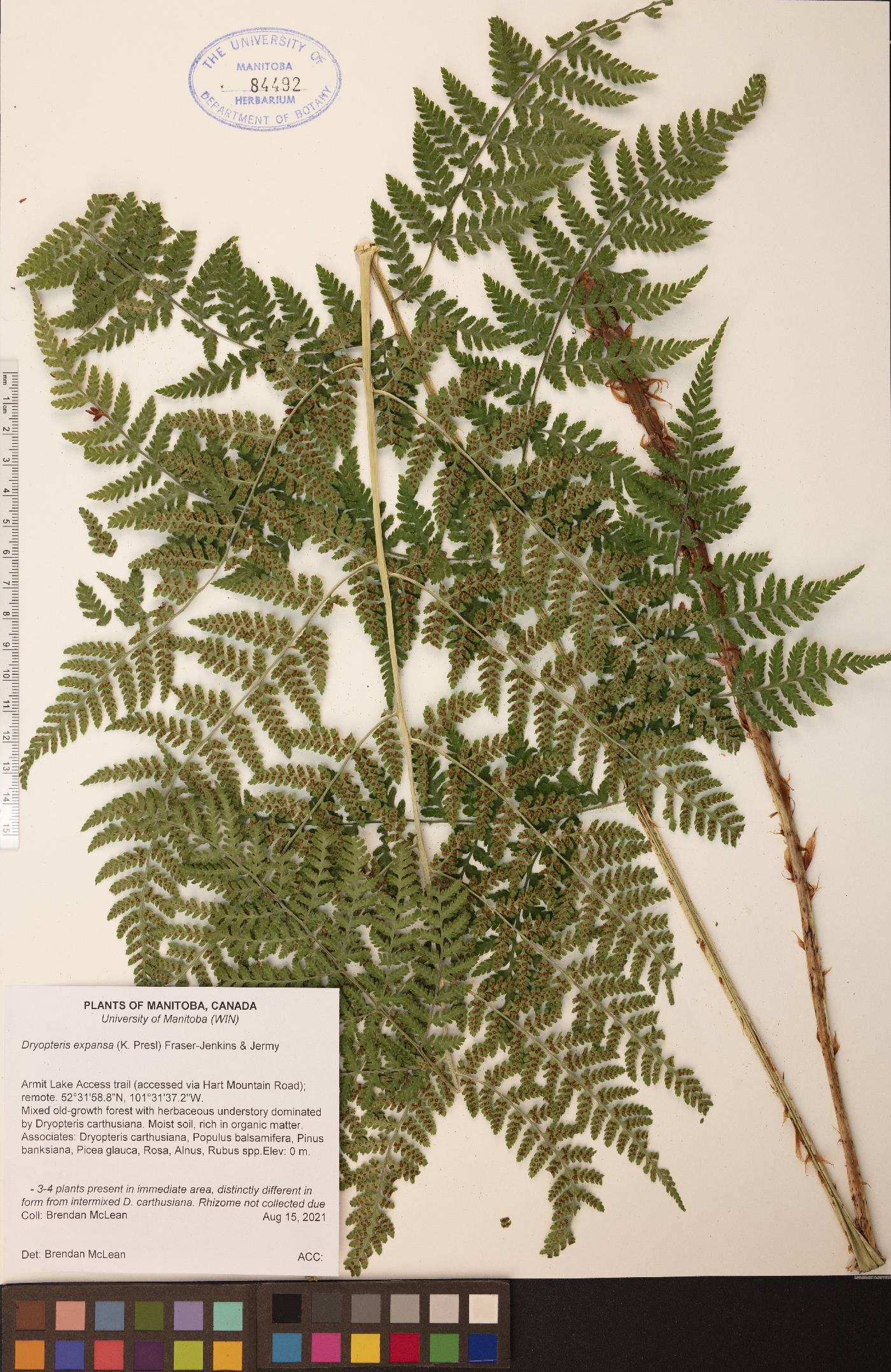 Dryopteris expansa image