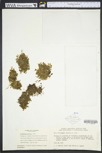 Trichomanes petersii image