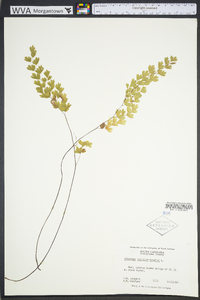 Adiantum capillus-veneris image