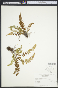 Asplenium bradleyi image