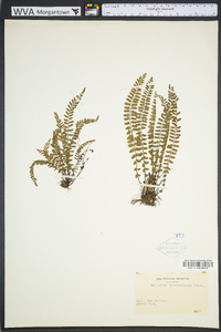 Asplenium heterochroum image