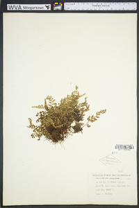 Asplenium montanum image